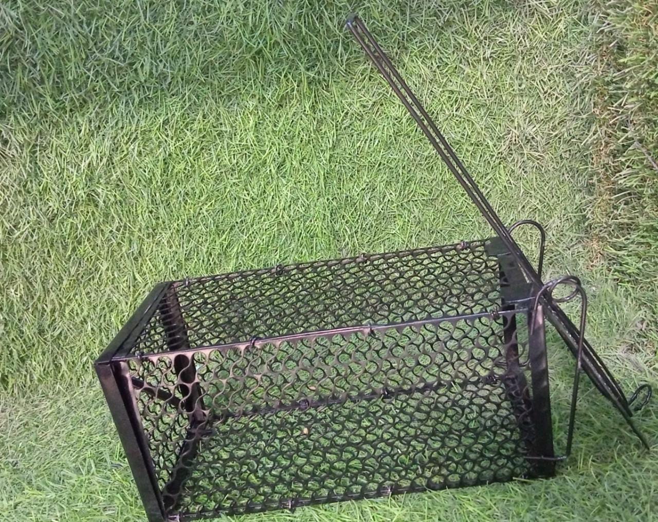 Foldable Live Mouse Trap – Easy Catch & Release Cage for Mice, Squirrels, Voles & Hamsters